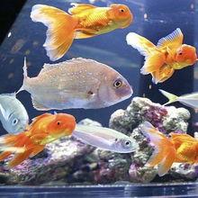 新闻爆料海鱼视频播放,揭秘海洋生物的神秘世界  第3张